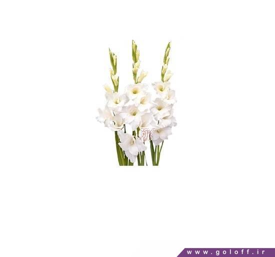 گل گلایل کلومبوس - Gladiolus | گل آف